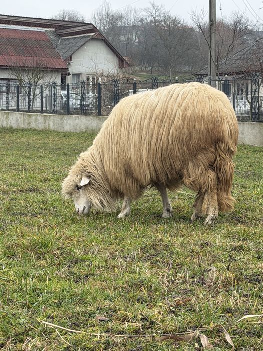 vand miele de anul acesta