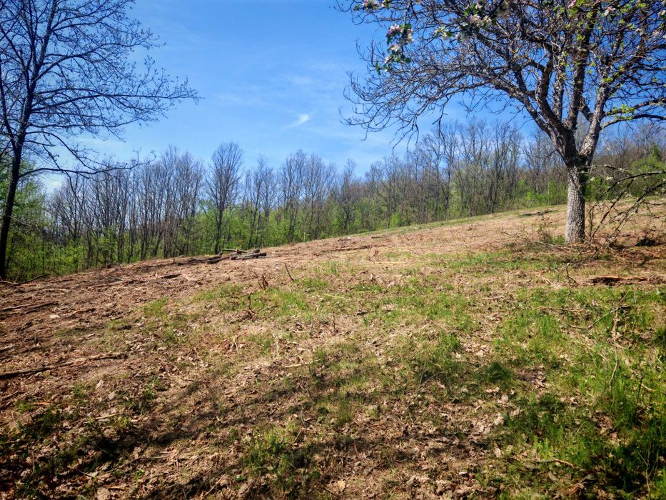 Pășune cu pădure 5.5 ha sat Dumbrăvița Com Barzava