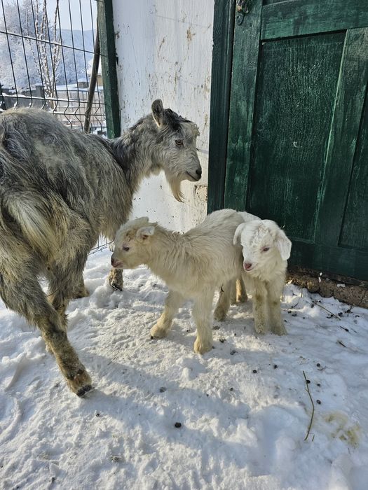 Дойная коза с 2 козочками