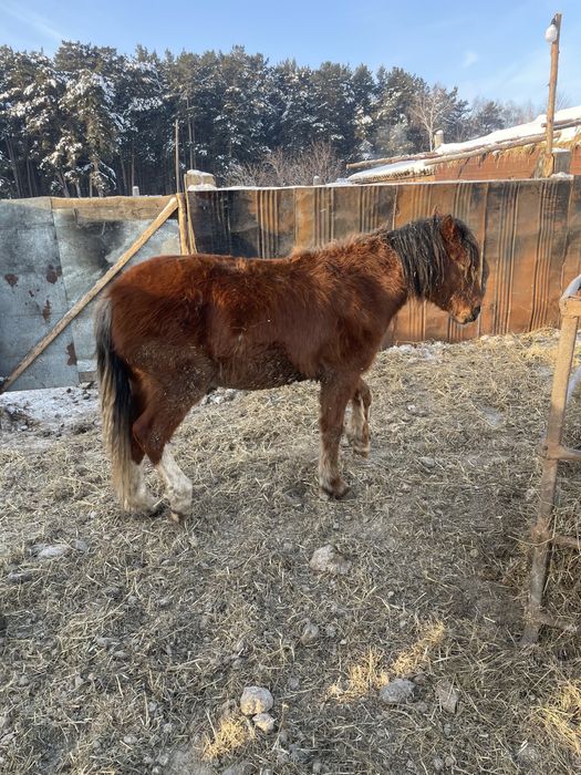 Продам тайев с откорма цены разные