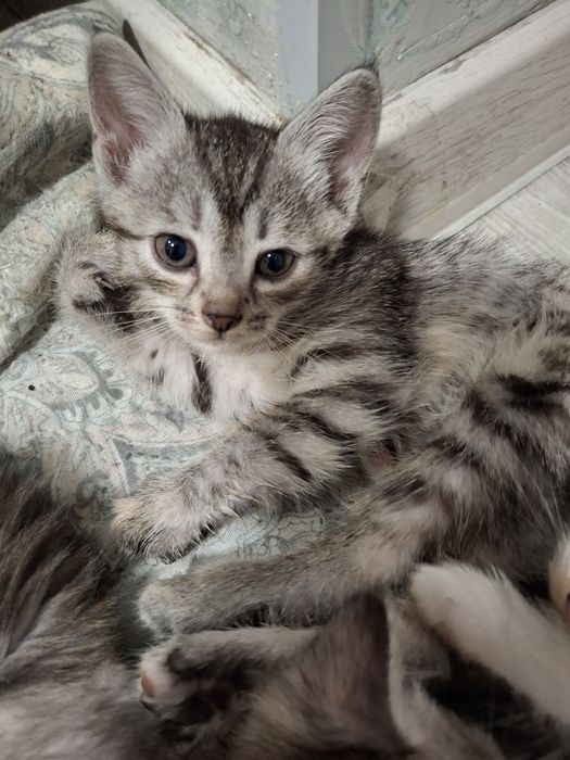 Отдам котят в добрые руки