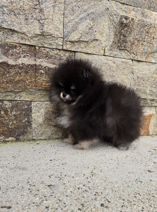 Мини Померан момиче