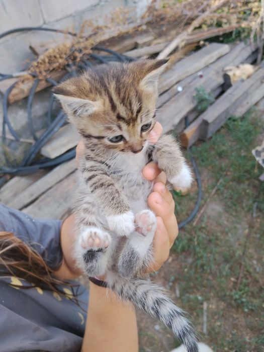 Отдам котят в хорошие руки
