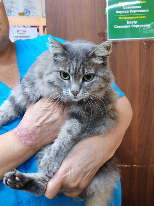 Ищем дом для кошечки