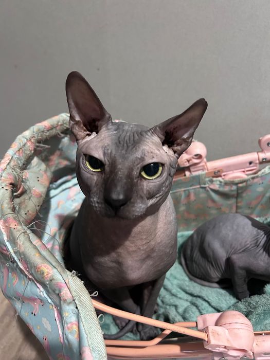 Кот канадский сфинкс лысый