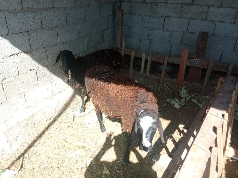 Тоқтылар сатылады!