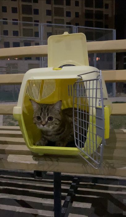 Переноска для кошек