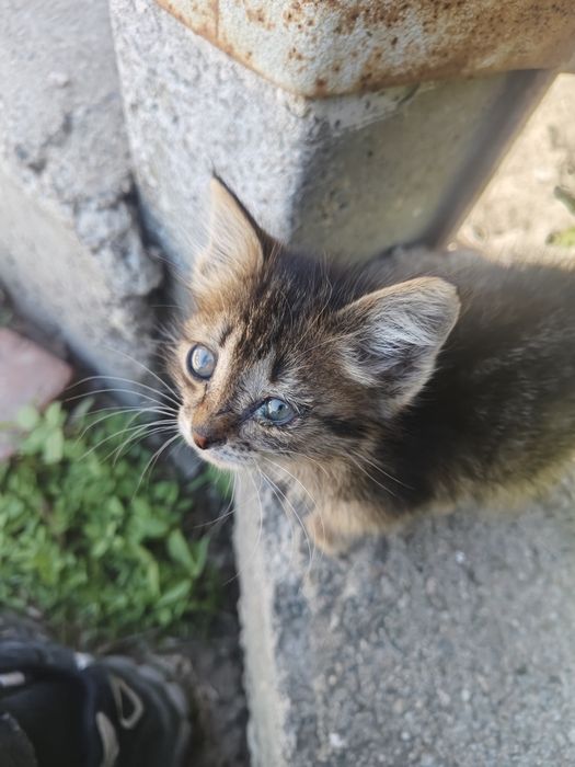 Котенок девочка игривая