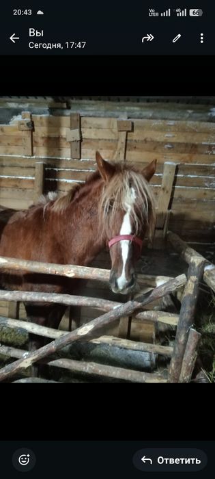 Ассалаумағалейкум Құнан сатылады