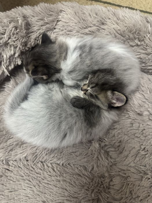 Продам котят маленьких