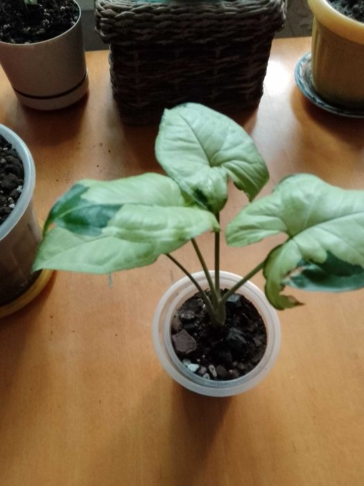 Сингониумы,монстеры,филодендроны,сциндаптусы