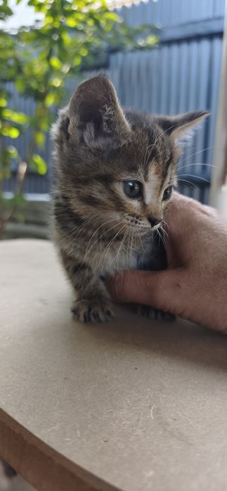 Отдам котят в хорошие руки
