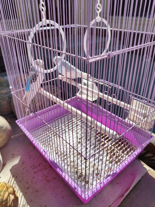 Попугаев в комплекте