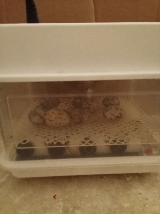 Инкубатор для яйц