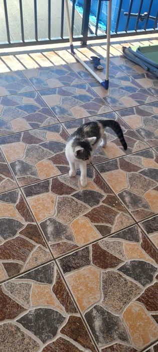 Pui de pisică înțărcați. Donez.