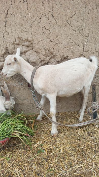 2ta echki sotladi