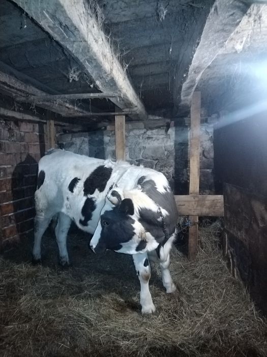 Юница на година и два месеца!