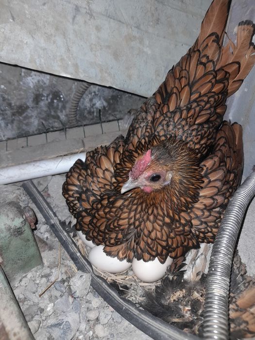 Optim sotiladi marg'ilon