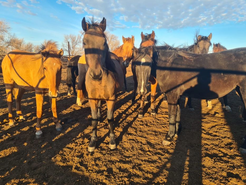 Жылкылар сатылады