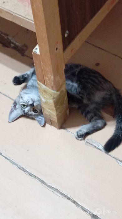 Срочно отдам котёнка в добрые руки