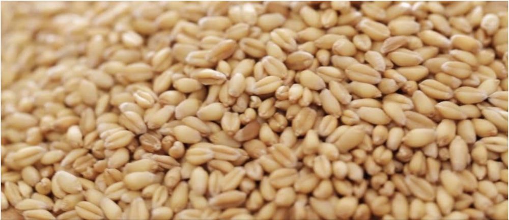 Boabe de porumb si grau