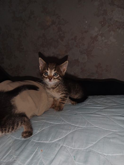 Отдам хорошие руки милых котенков