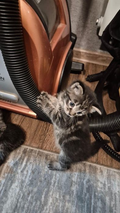 Отдам котят даром!!!