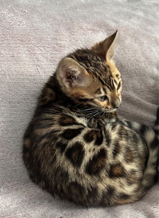 Pui Bengal pur – 10 săptămâni – Mascul