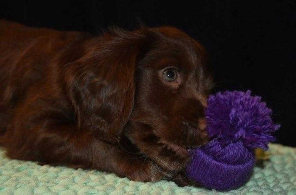 Шоколадные малыши