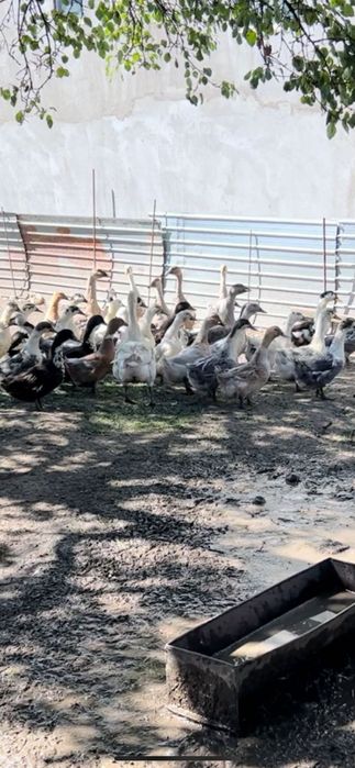 Rațe de vânzare 2,5 kg