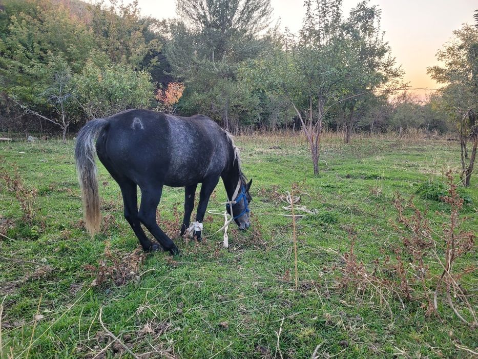 Бие сатам кобыла