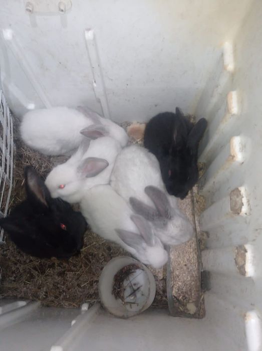 Продам крольчат 1500тг