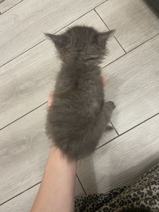 Котята девочки мальчики 29.07