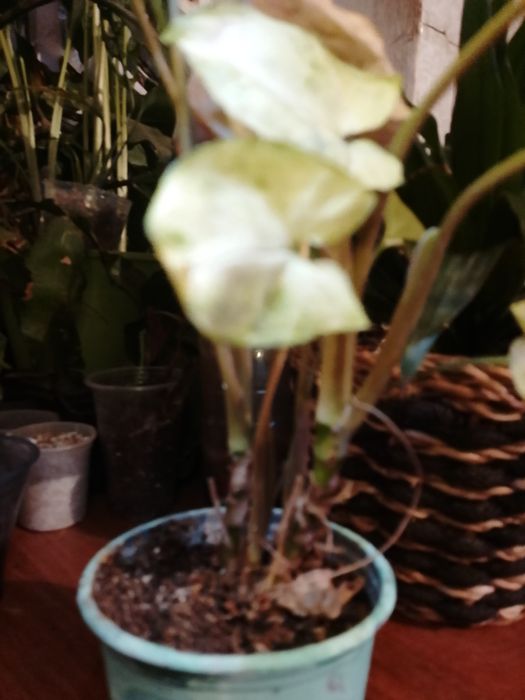 Цвиточик  Сингониум