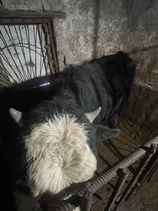 Buqa sotiladi stochno