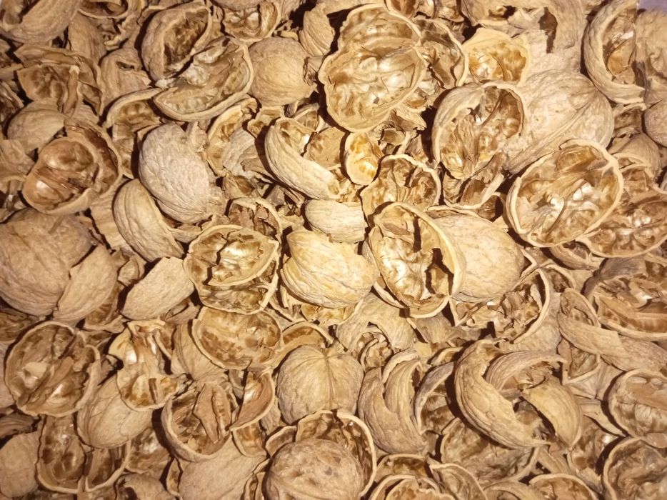 Скорлупа Грецких Ореха