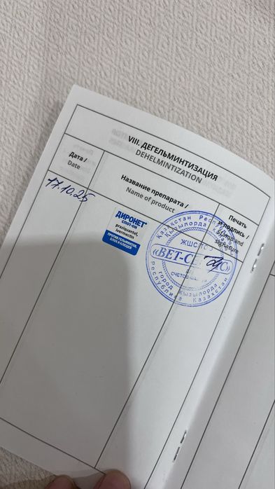 Котенок девочка с паспортом