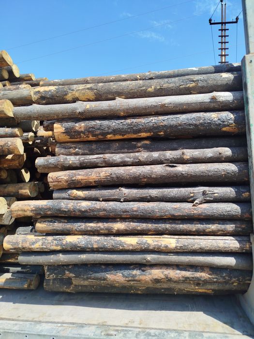 КРУГЛЯК,Балка,Сосна