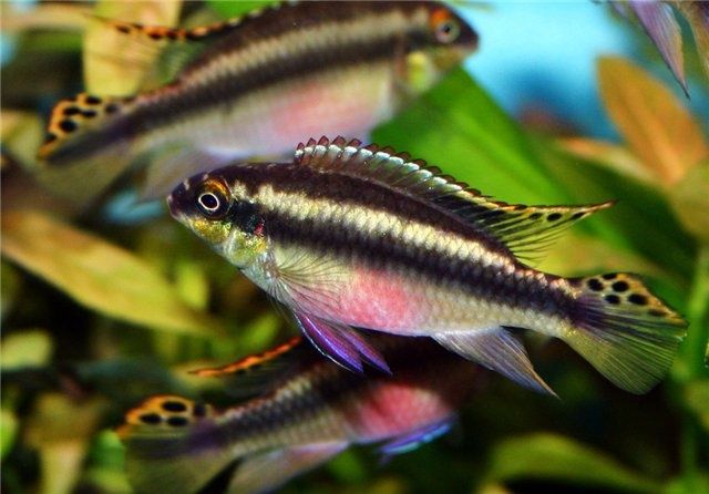 Попугайчики крупные