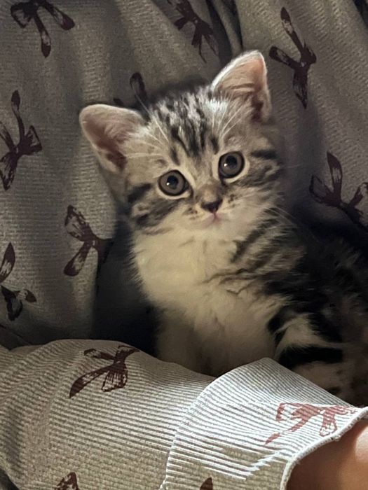 Кошка скотииш с гаранти