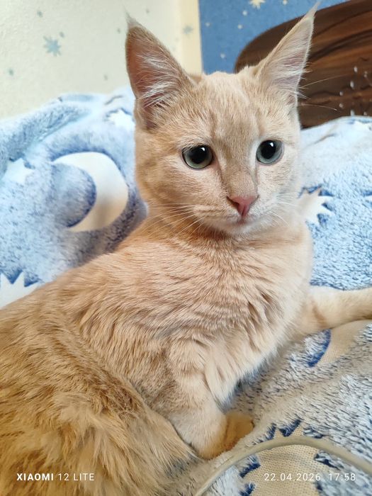 Отдам девочку в заботливые добрые руки