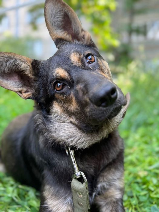 Ищем дом для пса Рея