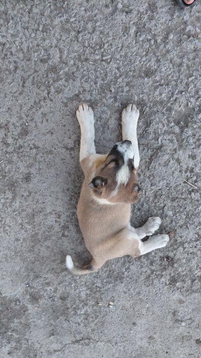 Кушык сатылады , Продается Щенок