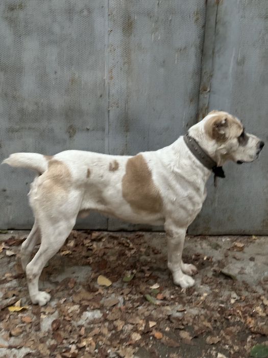 Alabay sotiladi 1.5yosh