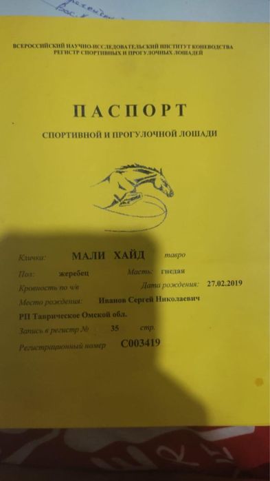Продам чистокровного коня