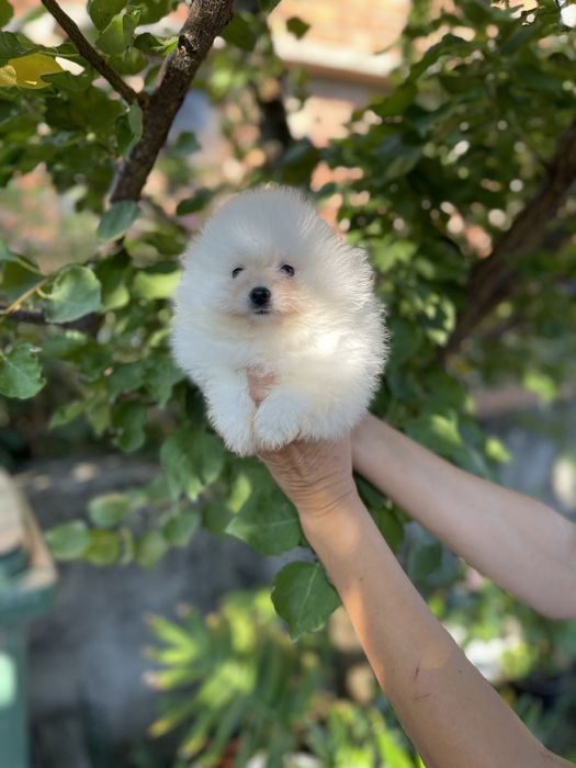 померан мини