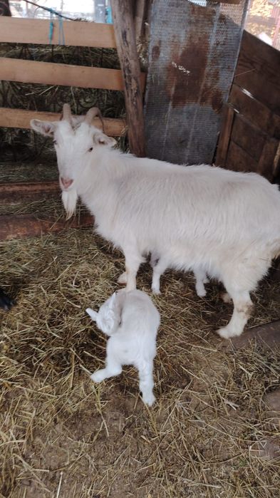 Vând 2 capre cu 2 iezi