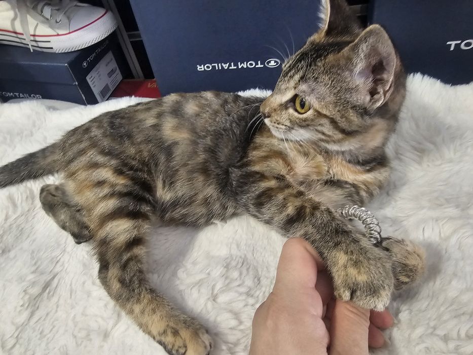 Малко котенце търси своя ЧОВЕК
