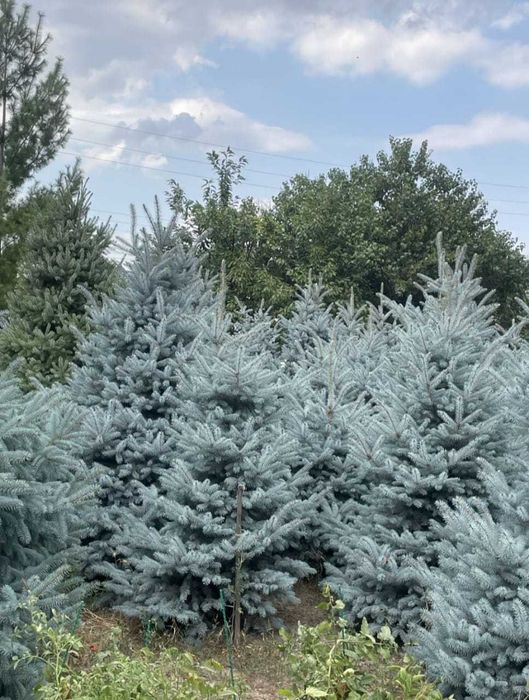 Продам голубые ели
