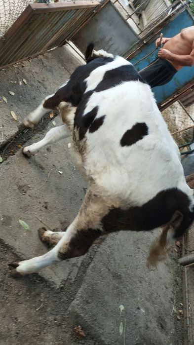 Vând vițică de rasă. Alintata ,  blândă, mănâncă de toate,.Are  6 luni jumătate.